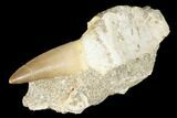 Fossil Rooted Mosasaur (Eremiasaurus) Tooth - Morocco #174307-1